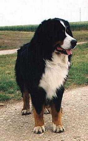 Berner Sennenhund Angelo