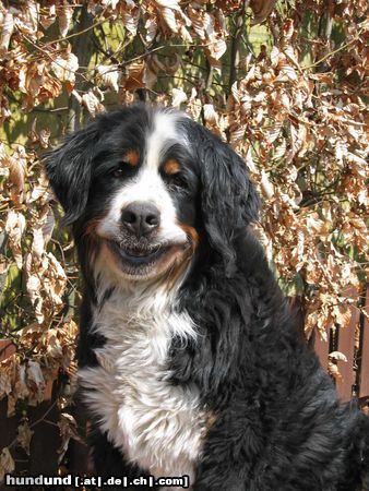 Berner Sennenhund Berner Sennenhunde sind immer lustig