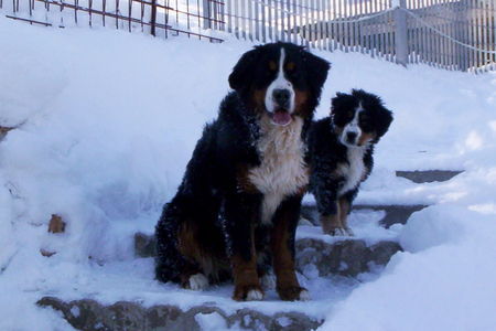 Berner Sennenhund allevamento bovaro del bernese Trentino Alto Adige IT