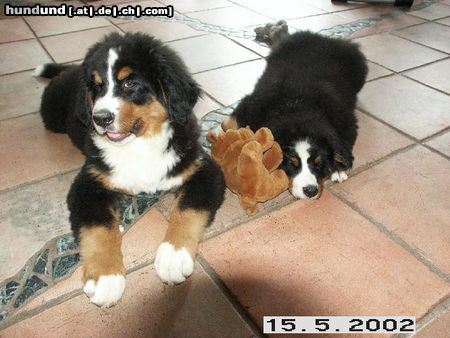 Berner Sennenhund Bonita und Scarlet 2002