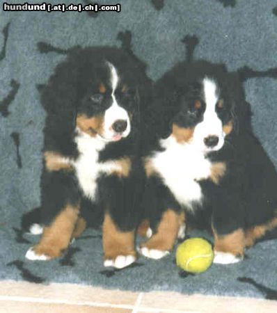 Berner Sennenhund Berner sennen vom Adlerhorst