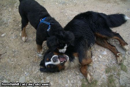 Berner Sennenhund Der kleine hat mich besiegt.....