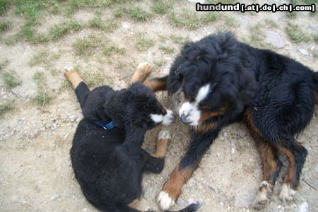 Berner Sennenhund Balou mit seinem Baby-Freund