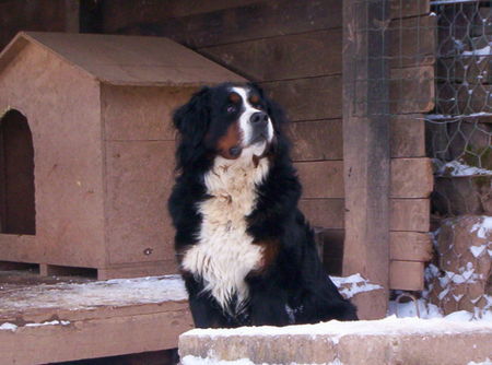 Berner Sennenhund bovaro del bernese allevamento amatoriale Trentino alto Adige IT