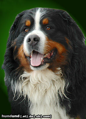 Berner Sennenhund Berner Sennenhund