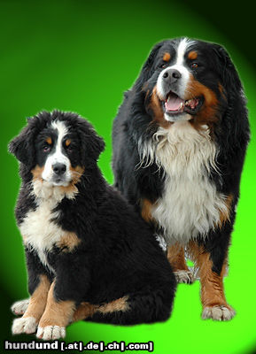 Berner Sennenhund Berner Sennenhunde