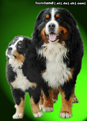 Berner Sennenhund Berner Sennenhunde