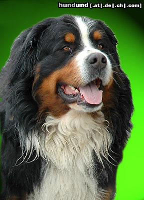 Berner Sennenhund Boxerwelpe