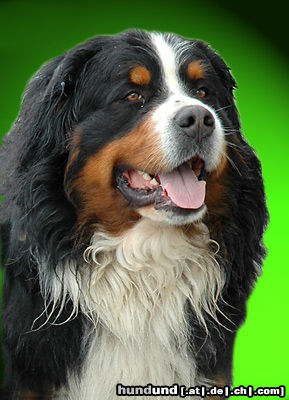 Berner Sennenhund Berner Sennenhund