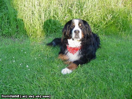 Berner Sennenhund Ondra