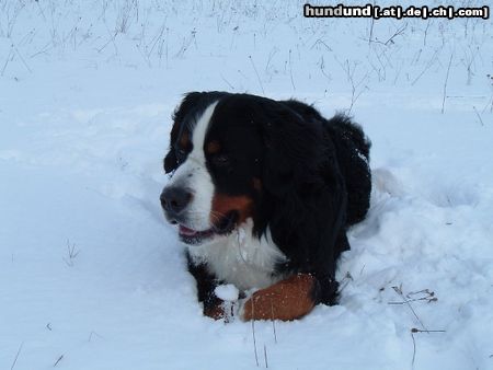 Berner Sennenhund Schnee ist das schönste für unseren Billy