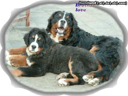 Berner Sennenhund brotherlove