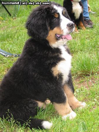 Berner Sennenhund