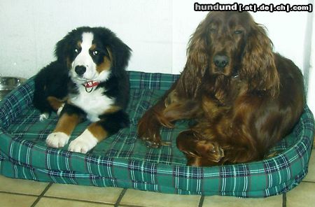 Berner Sennenhund Sally (li.)15Wochen Betty 4 Jahre