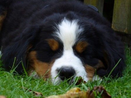 Berner Sennenhund Cleo........9 Wochen alt