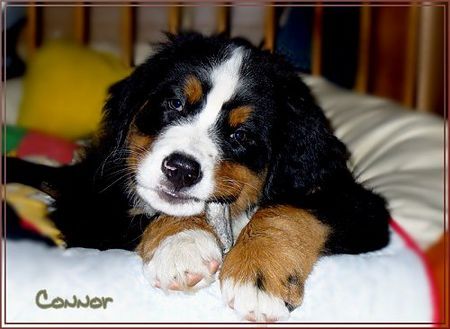 Berner Sennenhund Connor-Jamie.......9 Wochen alt