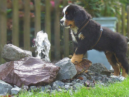 Berner Sennenhund Connor-Jamie.......9 Wochen alt