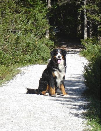 Berner Sennenhund Henry v. Dünner Wiesengrund