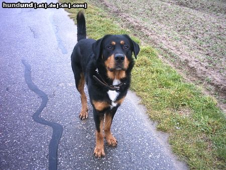 Berner Sennenhund Balu.....Bernermix