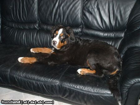 Berner Sennenhund eigentlich gehöre ich nicht auf`s Sofa, oder???