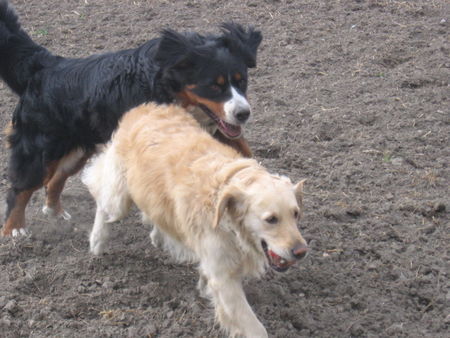 Berner Sennenhund Fanny+Leila