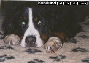 Berner Sennenhund Fanny,8 Jahre