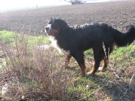 Berner Sennenhund Fanny