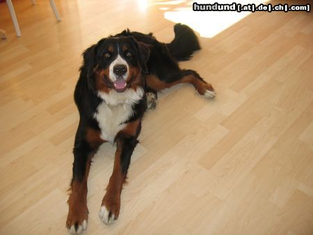 Berner Sennenhund Fanny