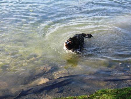 Berner Sennenhund Fanny und das Wasser