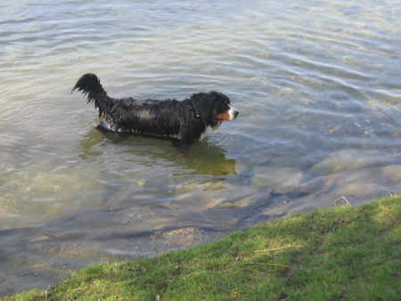 Berner Sennenhund Fanny und das Wasser2