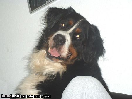 Berner Sennenhund Floh,1995-2003