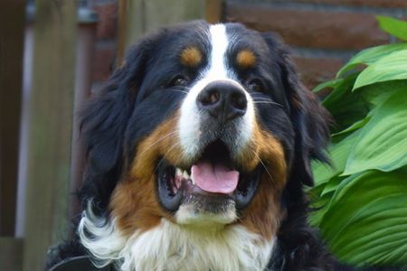 Berner Sennenhund Connor-Jamie......11 Monate alt