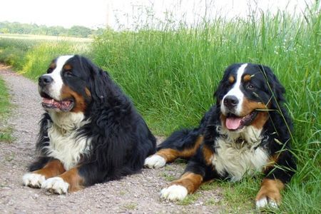 Berner Sennenhund Max...7 Jahre alt und Connor-Jamie...11 Monate alt