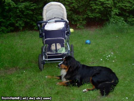 Berner Sennenhund Balou unser Wachhund