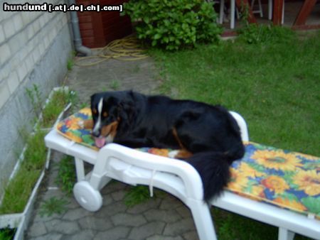 Berner Sennenhund Balou