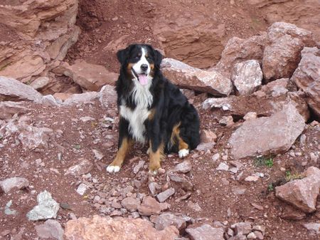 Berner Sennenhund Urlaub