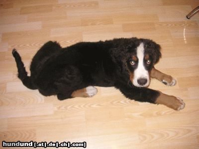 Berner Sennenhund podolsky mit ca 17 wochen