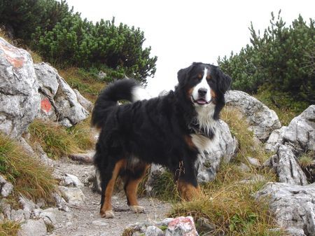 Berner Sennenhund In den Bergen