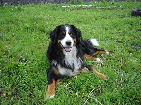 Berner Sennenhund Henry