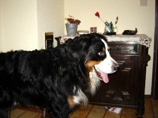 Berner Sennenhund Henry, 3 Jahre