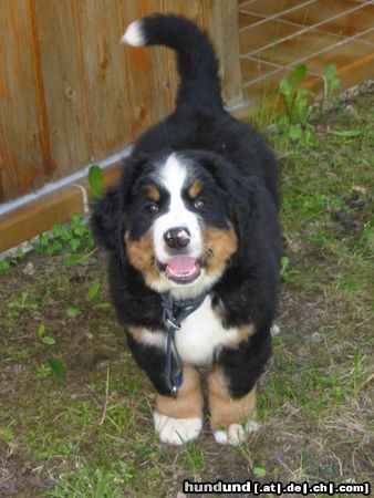 Berner Sennenhund