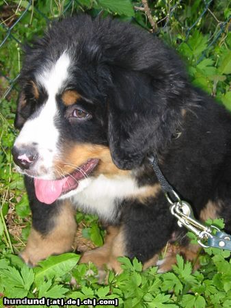 Berner Sennenhund