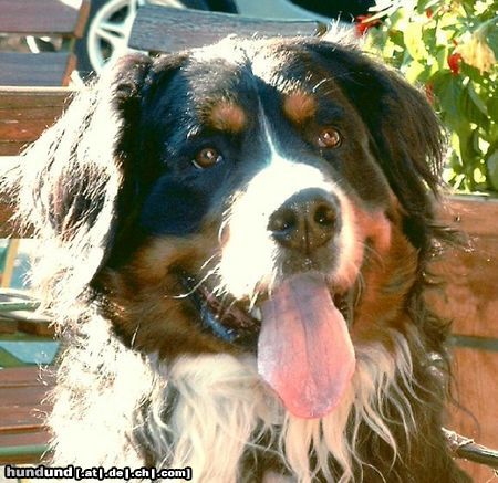 Berner Sennenhund Potterjoe