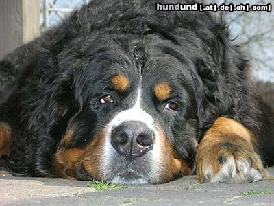 Berner Sennenhund PotterJoe (3 Jahre)