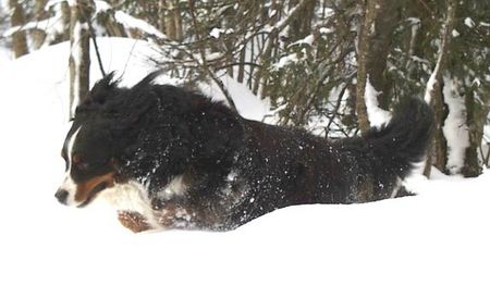 Berner Sennenhund