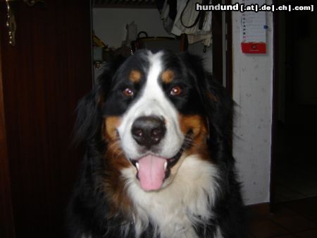 Berner Sennenhund Henry (Asko v. Dünner Wiesengrund)