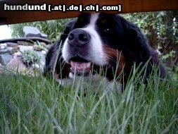 Berner Sennenhund Fanny,8 Jahre