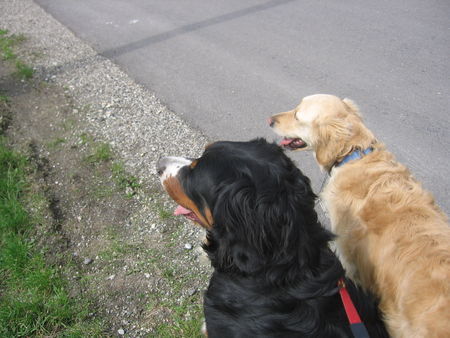 Berner Sennenhund Fanny+Leila am Feld