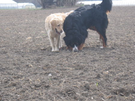 Berner Sennenhund Fanny+Leila am Feld