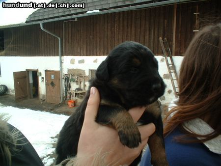 Berner Sennenhund Mein Kleiner Bernersennen-Bernhardiener Mix mit vier Wochen